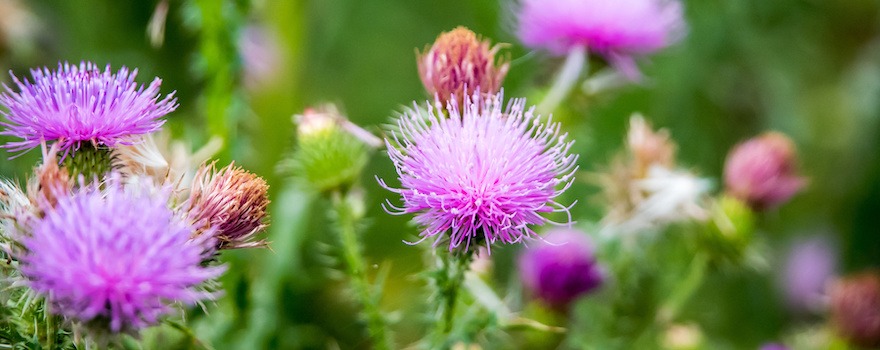 alimentaire.aliments.aliment riche en protéine.brule graisse