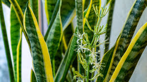 sansevieria 