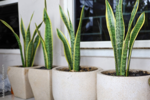 sansevieria