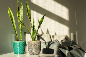 sansevieria 