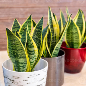 sansevieria 