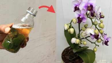 orchidées