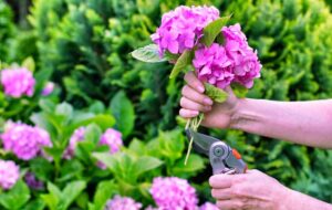 Hortensias